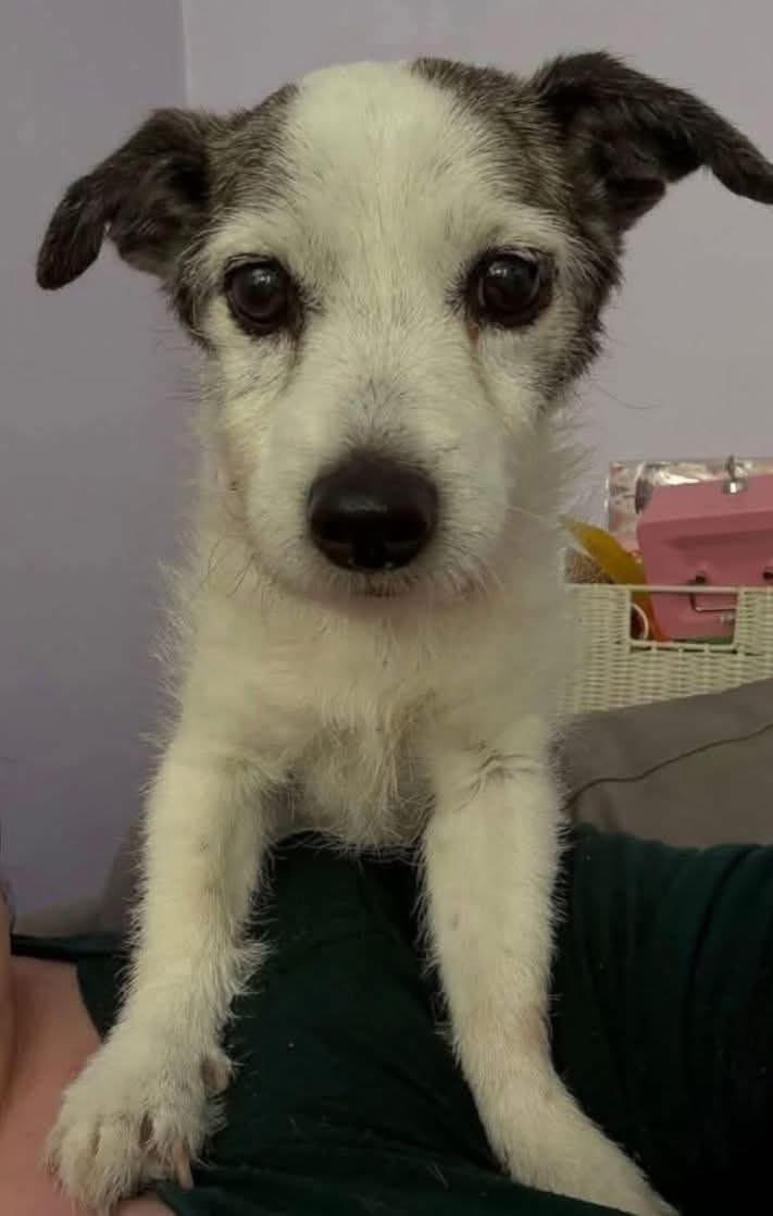MrPitbull07's tweet image. So sadly poppy is back up for rehoming she went to her new home but was sadly returned after 3 days as she didn't have a bond with her. This little dog is completely shell shocked her owner who is all she's ever known was rushed into hospital end of life and sadly never came out.…