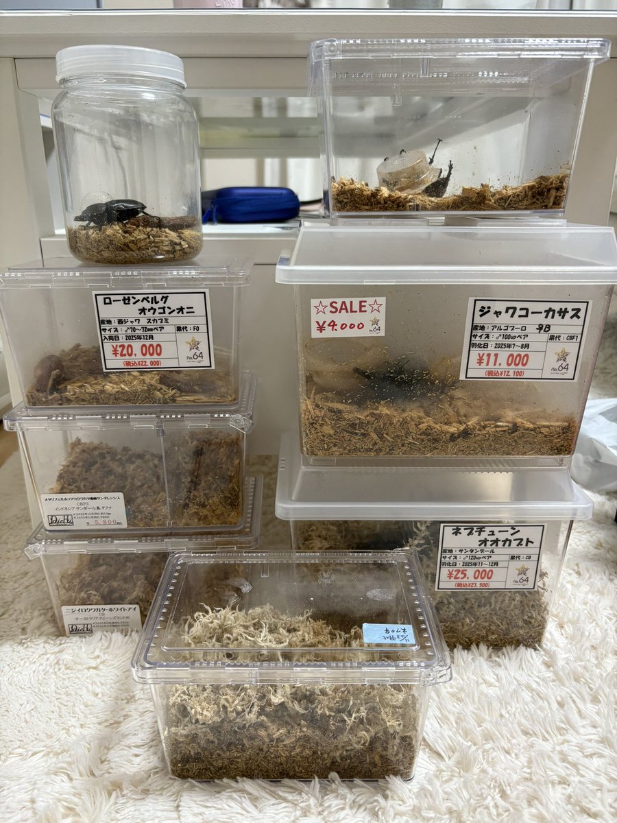 神奈川県内2店舗の初売り巡り
大本命のネプチューン福袋が購入できて非常に満足👍
小学生の時にムシキングで知ってからずっと好きだったネプチューンが家に来て最高です笑

インセクトジョーカーさんの福袋はニジイロとメタリフフェルでした！