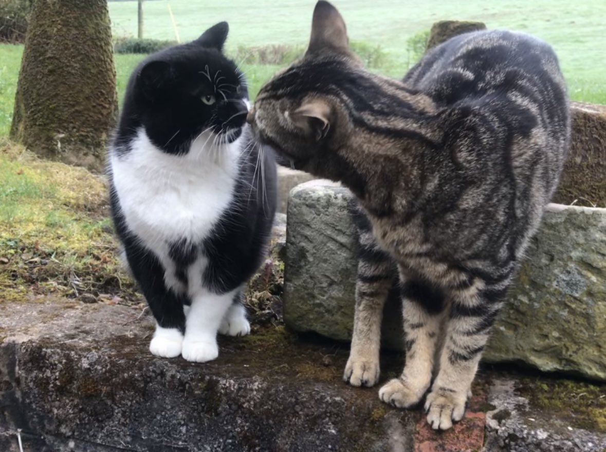 Trish Morgan tweet media