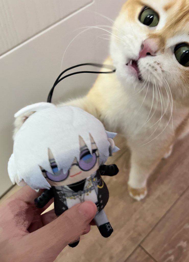 デボネみる my cat seems to like him…