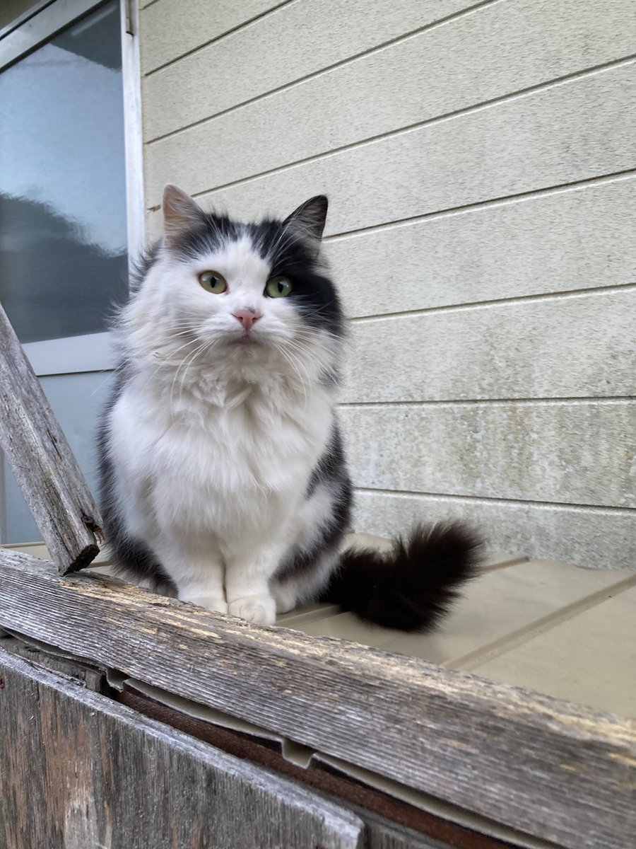 ネコタロー　 昨日心配だったおかか、大きな変化もなく大丈夫そうでした😊 #田代島