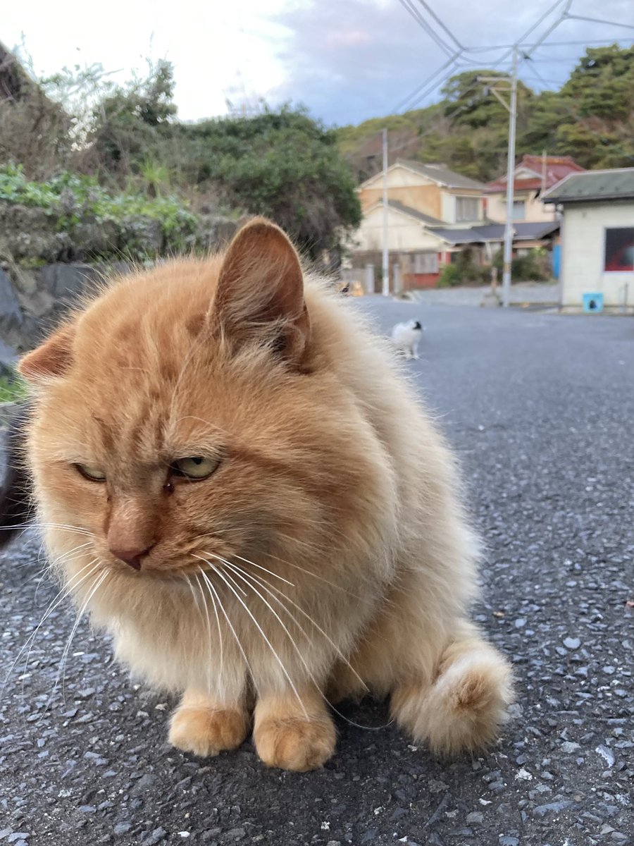 昨日心配だったおかか、大きな変化もなく大丈夫そうでした😊 #田代島