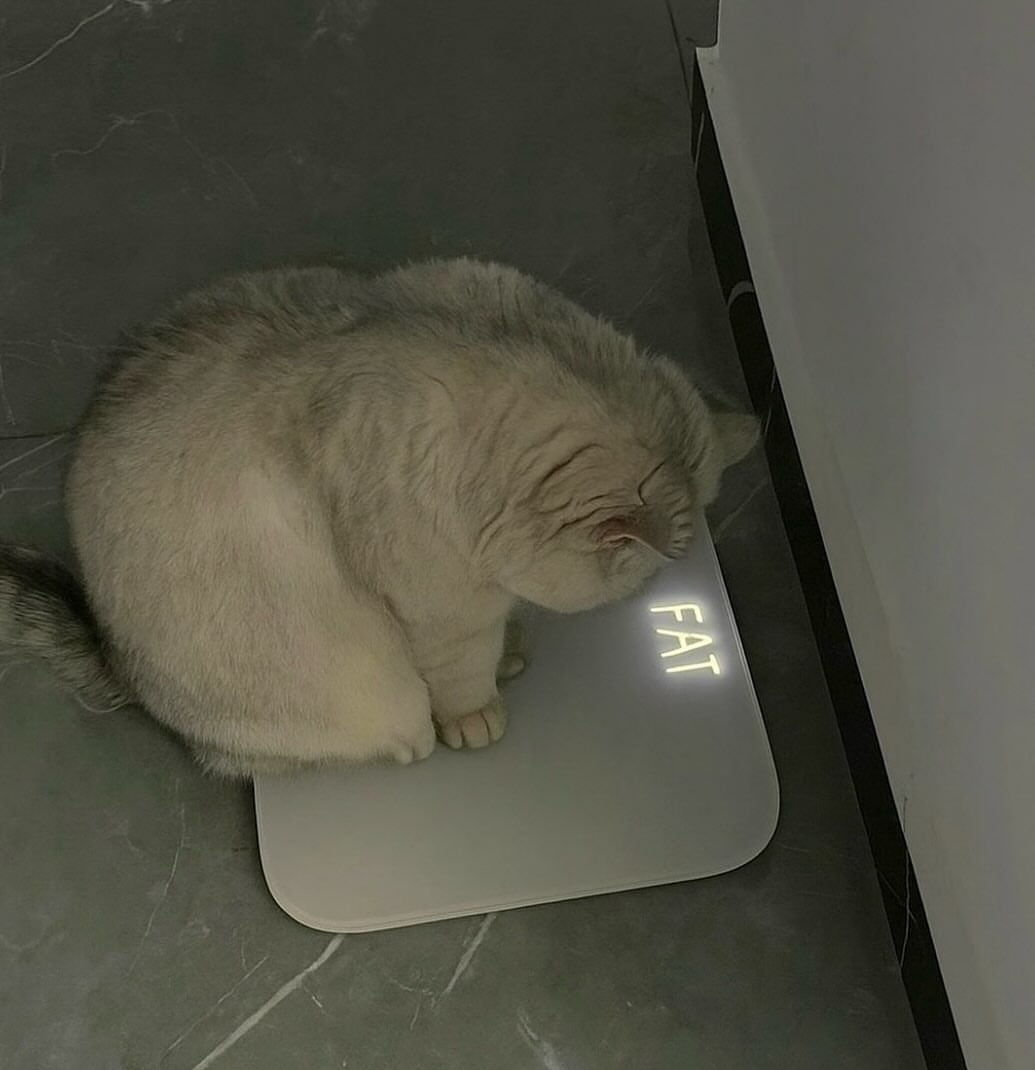 Miaw (@miaw) on Twitter photo 