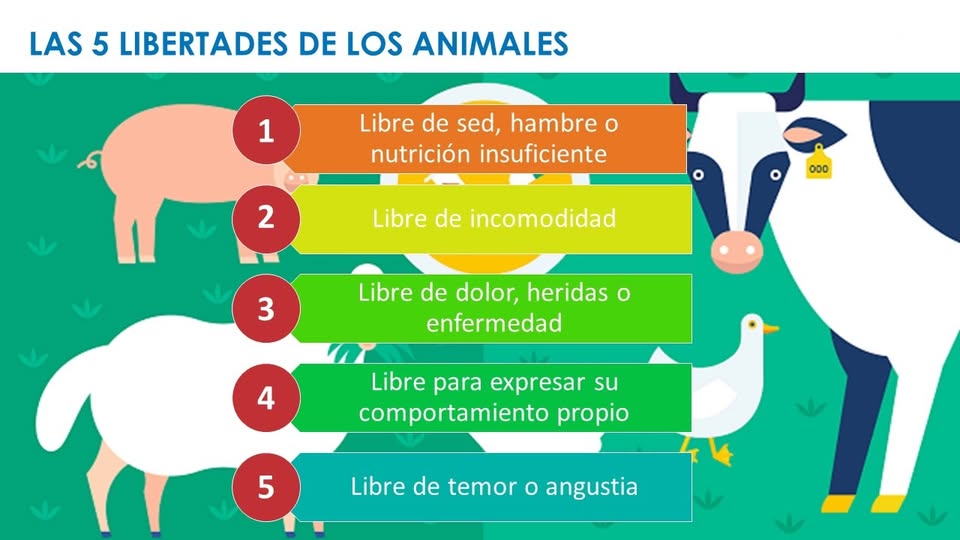 #BienestarAnimal no es un asunto que se fundamente en normas particulares, sino que incorpora principios universales en los que todos en la finca tienen injerencia, por un tema ético, de tratar bien a estos seres vivos🐄. Conoce las 5⃣ libertades de los animales. 👇@fedegan