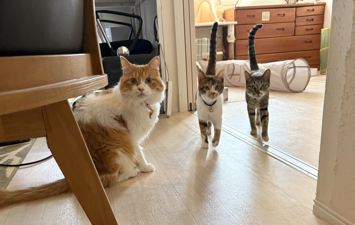 JAMES_ALEX2018's tweet photo. おやつー！！！

#ねこのいる生活 https://t.co/ETsFPX4rfR