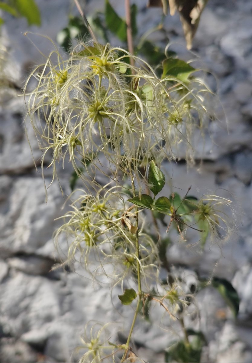 En una categoría del juego "Basta" se encuentra «Flor o fruto», así me quedé al ver está planta 😱😎.
#Viernesdeflores de <a href="/wonder_m_r/">Armando Maravilla - Wonder</a>.
#Felizviernes y #Feliz2026 🫶🏻