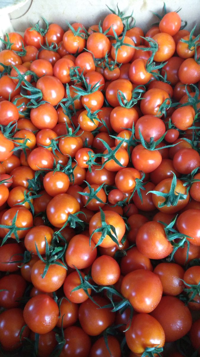 オヤス【高知の野菜農家】 tweet media