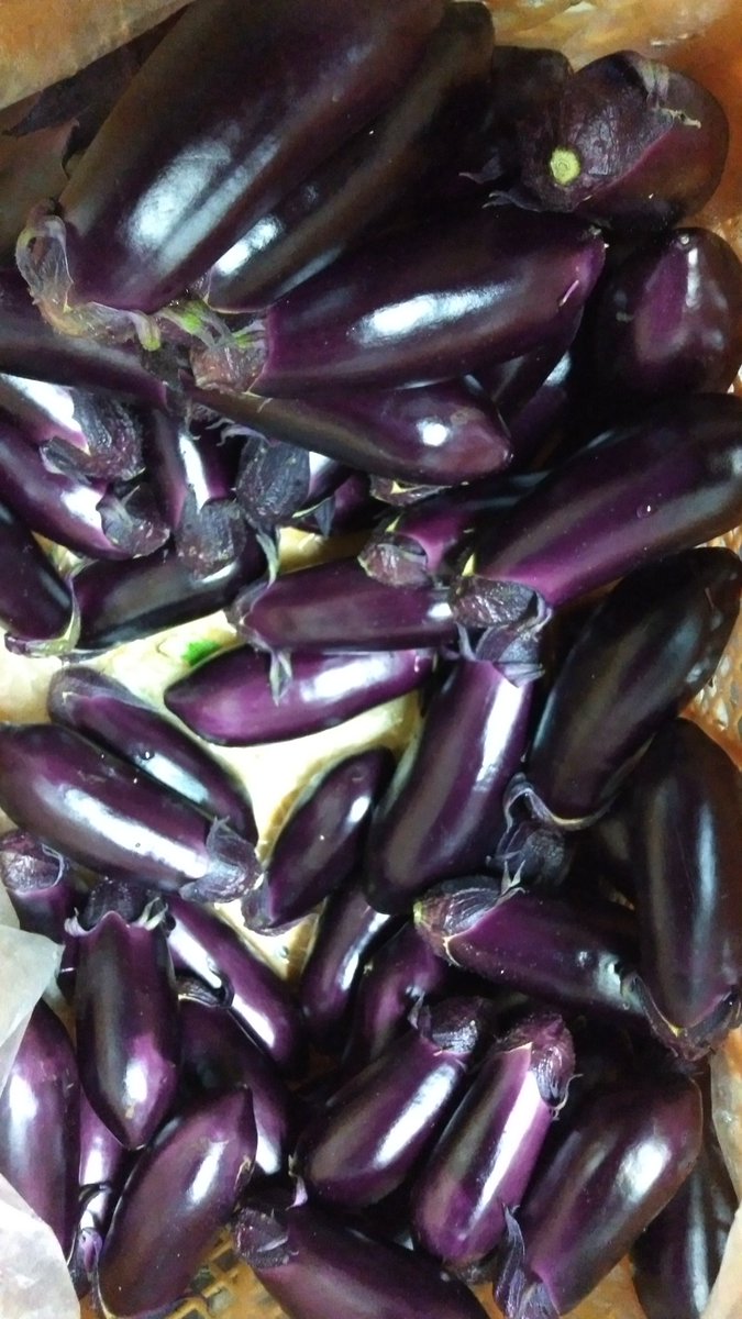 オヤス【高知の野菜農家】 tweet media