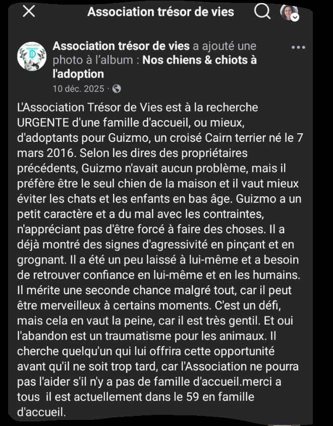 20320Vero's tweet image. SOS Recherche adoptant ou famille d'accueil dans les Hauts de France ou Val d'Oise ⚠️ ⚠️ ⚠️ Guizmo est dans le Nord actuellement.
"Aucune solution d'accueil, il ira donc en box dès le 05/01 en plein hiver (.....)" Asso Trésor de vies tresordevies@gmail.com facebook.com/share/p/17kfK4…