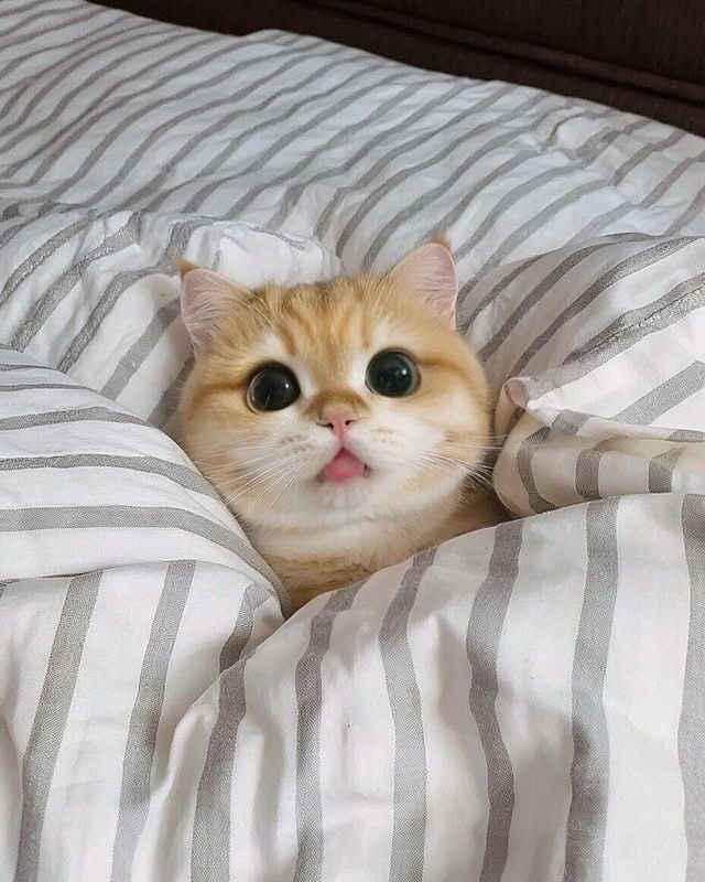 cutestscats's tweet image. 