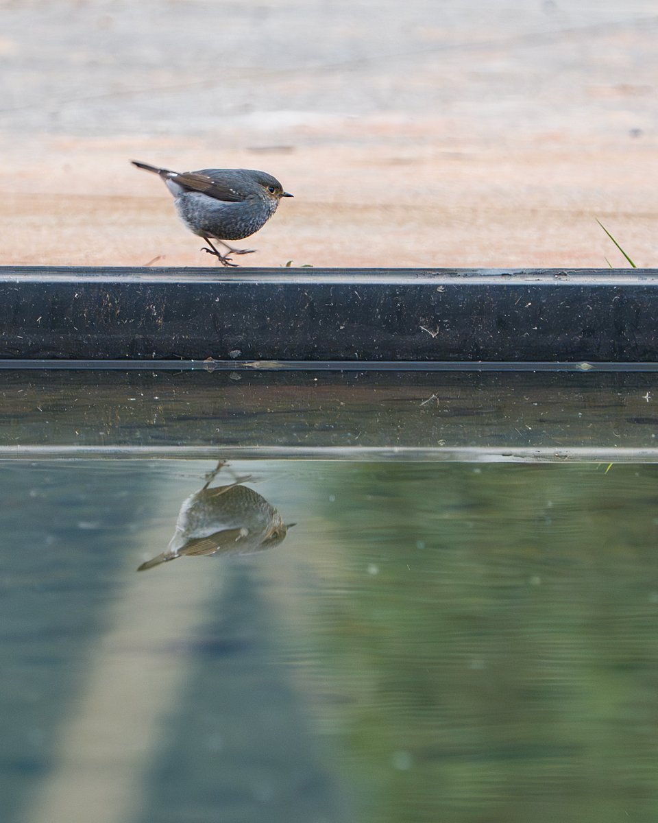 Angry Birds Episode 2026, Stage 1.
アングリーバード エピソード 2026、ステージ 1。
#鉛色水鶇 #PlumbeousWaterRedstart