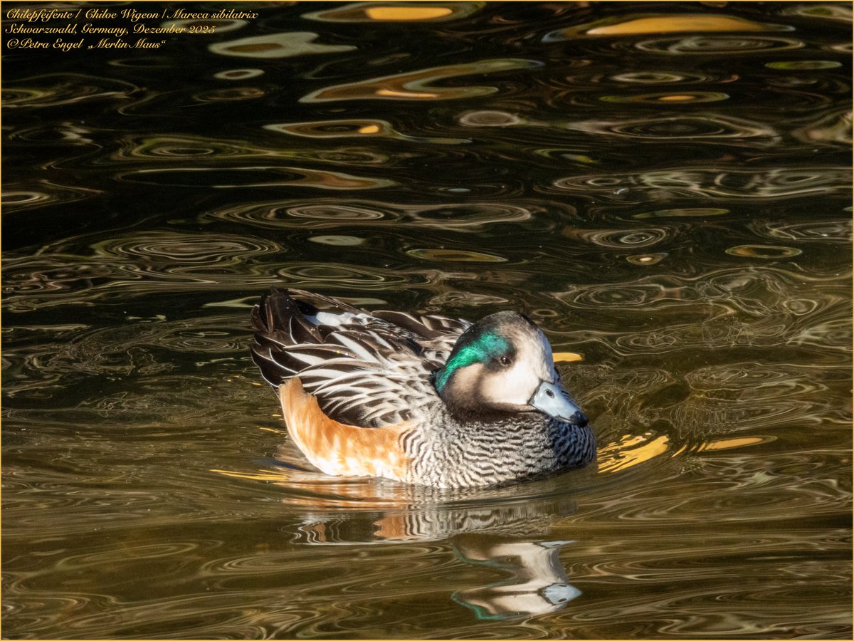 Merlinmaus's tweet image. Good afternoon ❄️🌤️There is a lake nearby where you can find some wild, but nevertheless not native waterfowl: a pair of Chiloe Wigeon
🇩🇪 Chilepfeifenten
#birds #BirdTwitter #BirdPhotography #BirdLovers #TwitterNatureCommunity #NaturePhotography #birding #BirdsSeenin2026