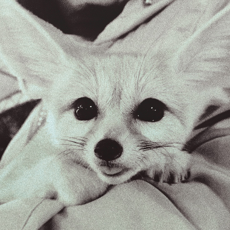 foxiesovl's tweet image. ⠀⠀⠀⠀⠀
⠀⠀⠀YANG   JEONGIN  ／  STRAY  KIDS.⠀
⠀⠀⠀⠀⠀ ⠀𝒇ennec  fox  𝒔hapeshifter.
⠀⠀⠀⠀⠀⠀⠀⠀⠀