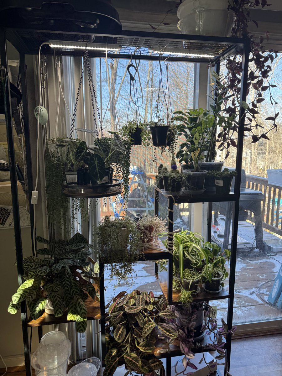 So excited hubs got me a new plant stand for Christmas so everyone got moved around to their new spots. Now it feels like I have more room to get more plants lol.