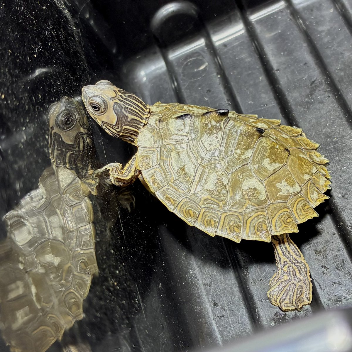 そろそろ剥けそうな予感。
#GraptemysPulchra