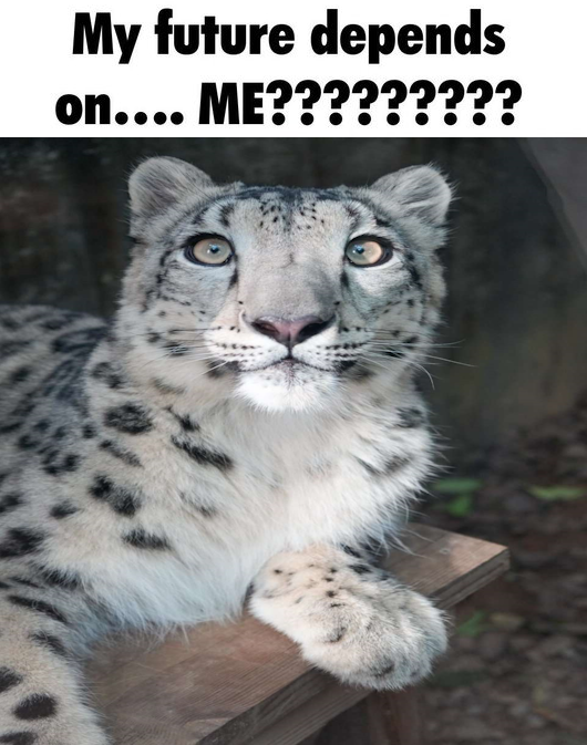 Muffin 🇨🇿 (@catreviewer) on Twitter photo 