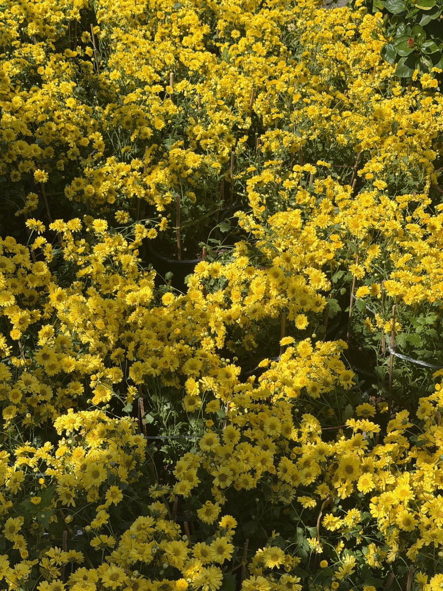 cocooconut's tweet image. สิ่งแรกที่ทำในปี 2026
= จัดสวนดอกไม้ 🥺🌸💐🩵