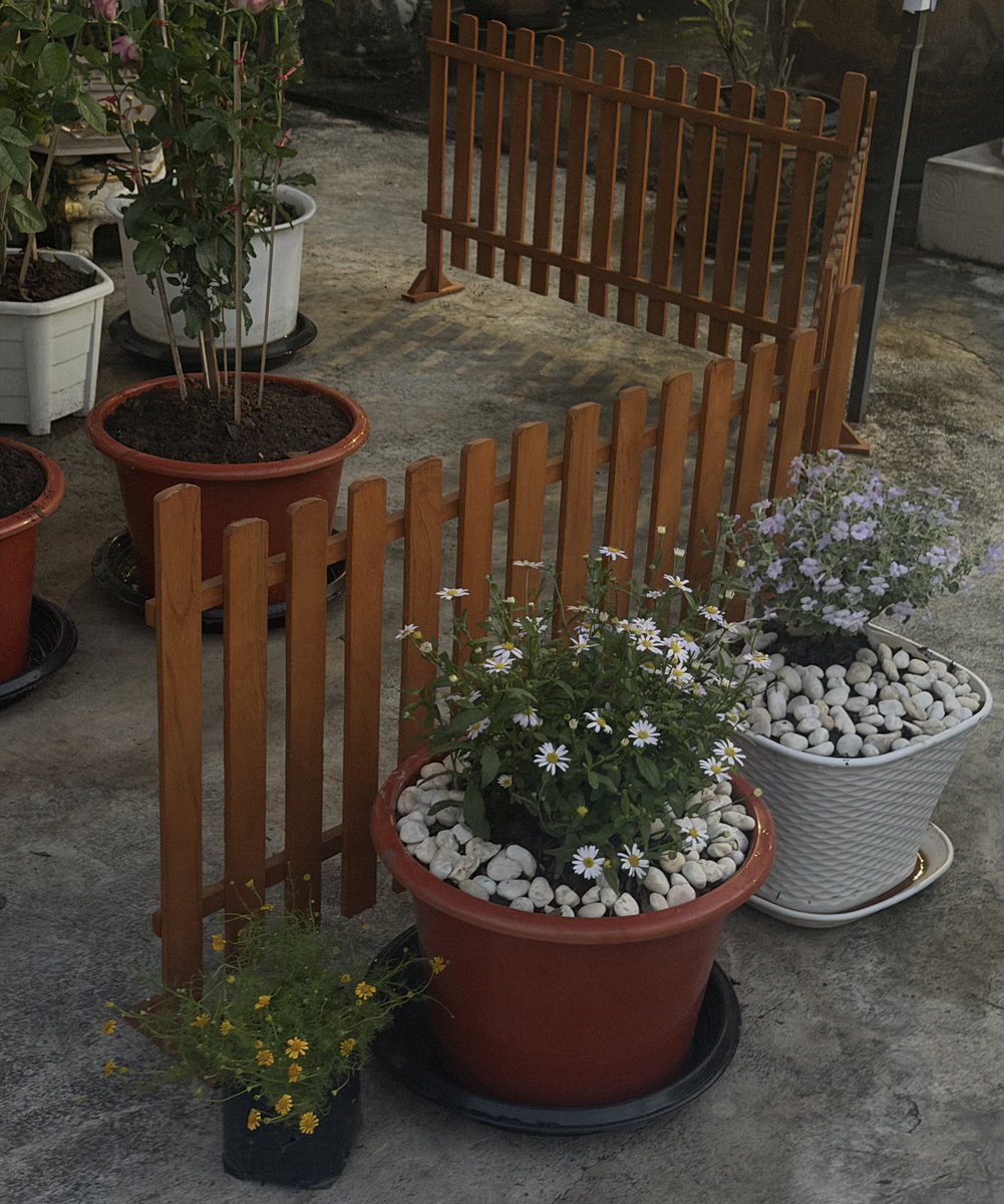 cocooconut's tweet image. สิ่งแรกที่ทำในปี 2026
= จัดสวนดอกไม้ 🥺🌸💐🩵