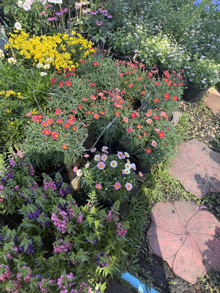 cocooconut's tweet image. สิ่งแรกที่ทำในปี 2026
= จัดสวนดอกไม้ 🥺🌸💐🩵