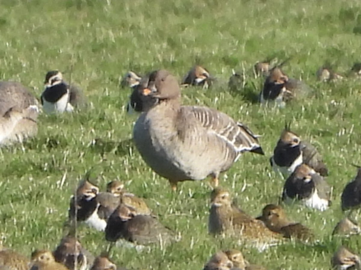 PaulDMasters's tweet image. After missing them several times at the end of last month, I was very pleased to see the 12 Tundra Bean Geese ⁦@slimbridge_wild⁩ on the Tack Piece late morning, with ⁦@andybirding⁩ #Glosbirds