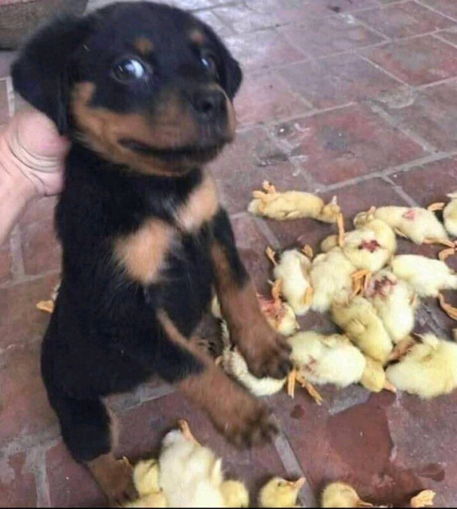 We were just playing but they took it seriously