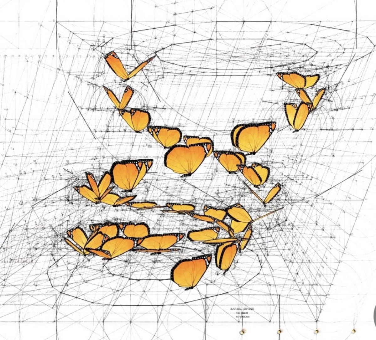GEOMETRY/ Monarch butterflies 
rafael-araujo.com