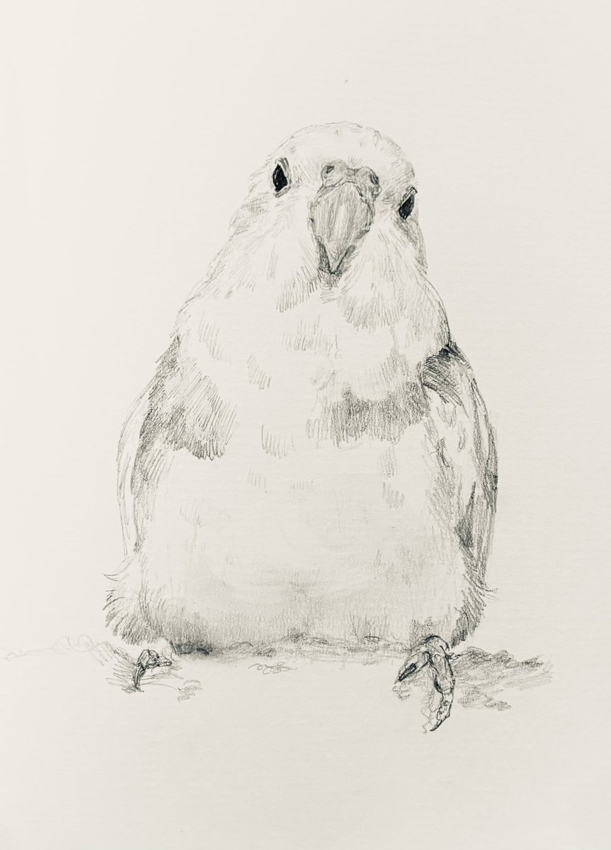 sui_chan_man's tweet image. ﾄﾞｽｺｲ🎍