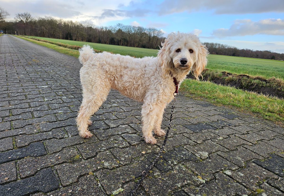 Hoezo scheetje beef?