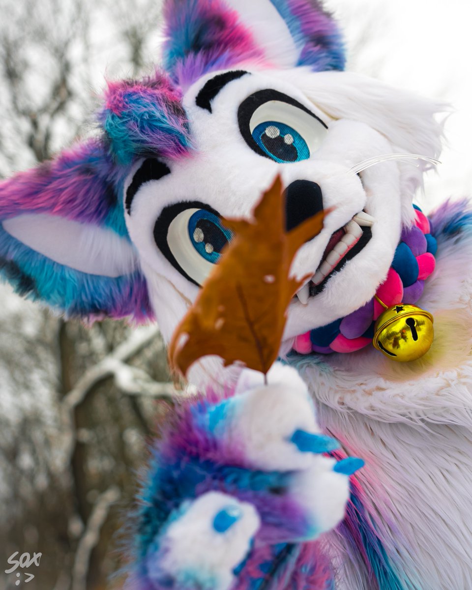 ✨🐈POV: This Apex Hunter Brought You His Catch. Do you accept?? 🐈✨

Happy  #FursuitFriday everyone! 

📸 - <a href="/SilySox/">Sox</a>