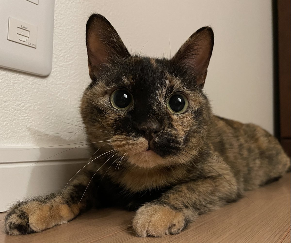 cat_issa0705's tweet image. 千と千尋見ながら寝落ちそう｡

み〜おや〜⭐️❄️❄️❄️