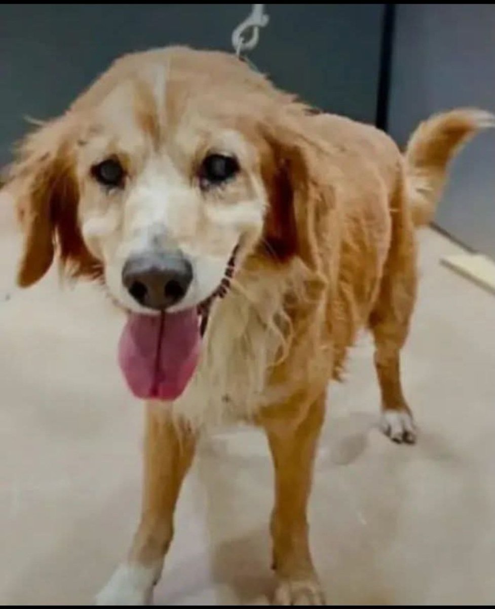Esta criatura ha dejado de comer en la Perrera de Jerez de la Frontera 😥 y unos voluntarios ubicados en Madrid le buscan acogida.
Es bueno y cariñoso,le puedes dar un lugar calido y abrigado junto a ti?🙏🏿🙏🙏🏻🙏🏿
Contacta por Whatsapp: 637082394