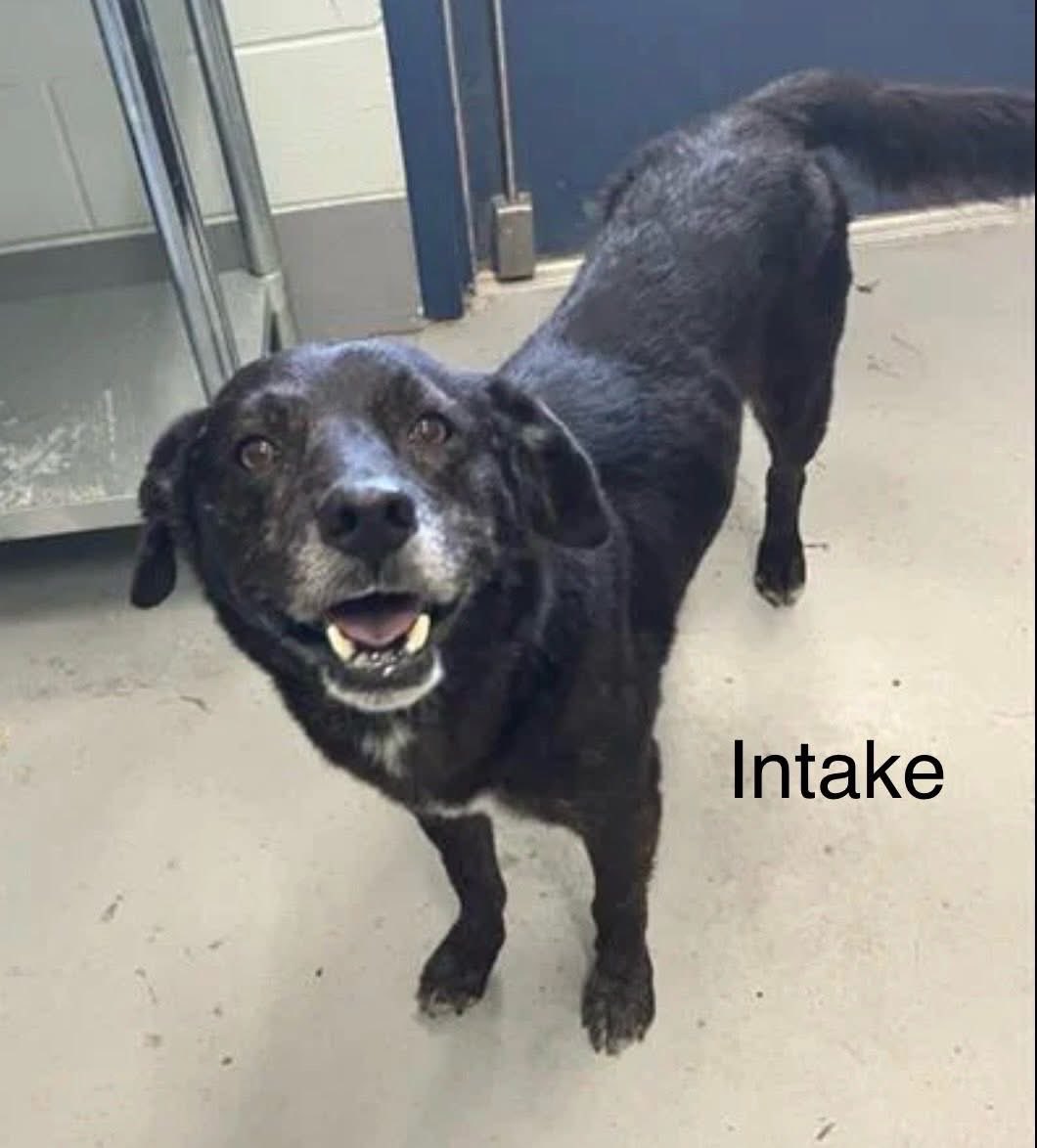 LisaBrabson's tweet image. MURTAUGH #A364308 5yo 
This handsome hunk of love is MURTAUGH!
He is absolutely loaded with personality &amp;amp; unconditional love!
Such a carefree companion,so easy going,gentle,gets along with everyone!
PLZ #ADOPT #FOSTER OR #PLEDGE FOR RESCUE ⛑️ #CORPUSCHRISTI #TEXAS PLZ RETWEET