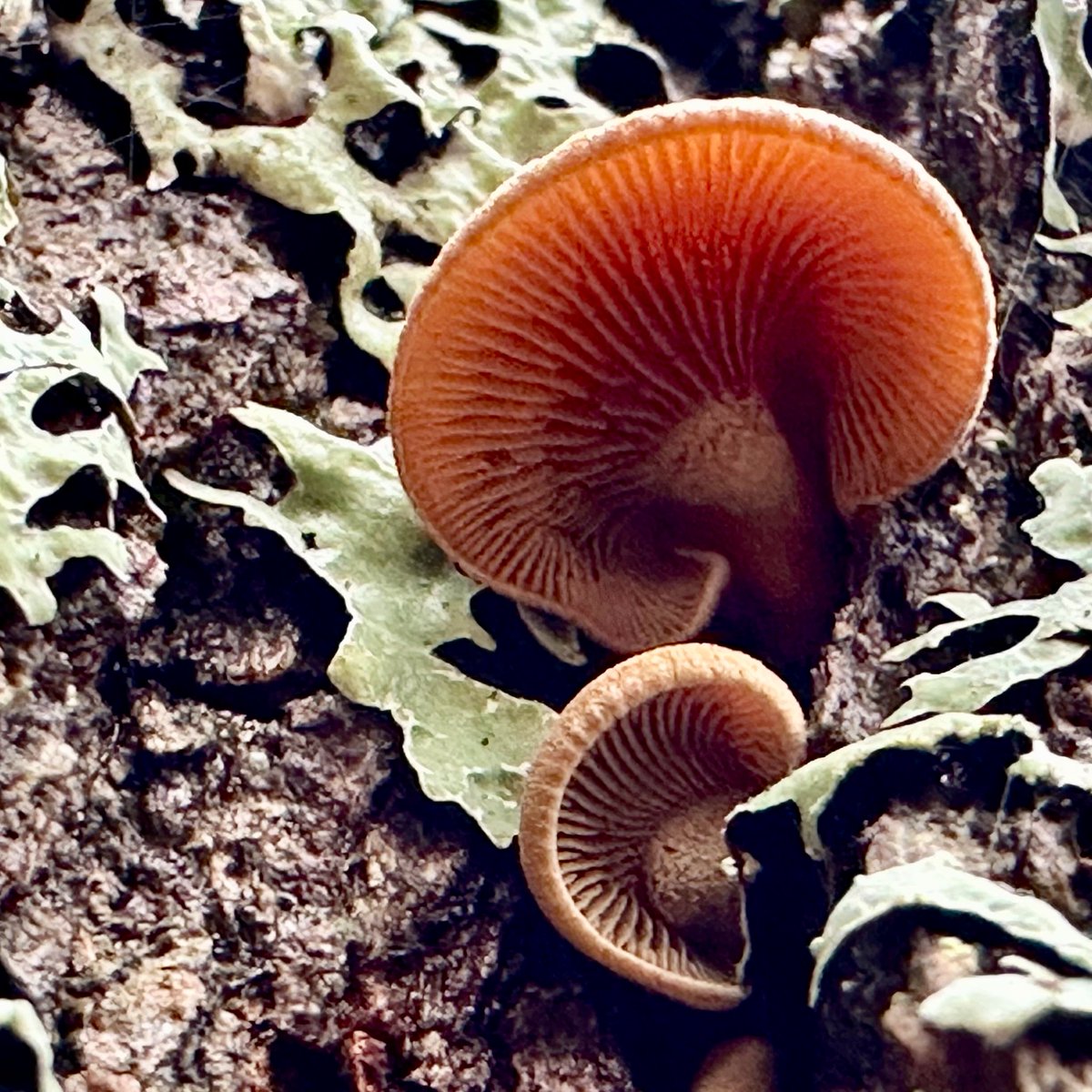 It's a little late to start listening. Not!

#FungiFriday
#MushroomOfTheDay