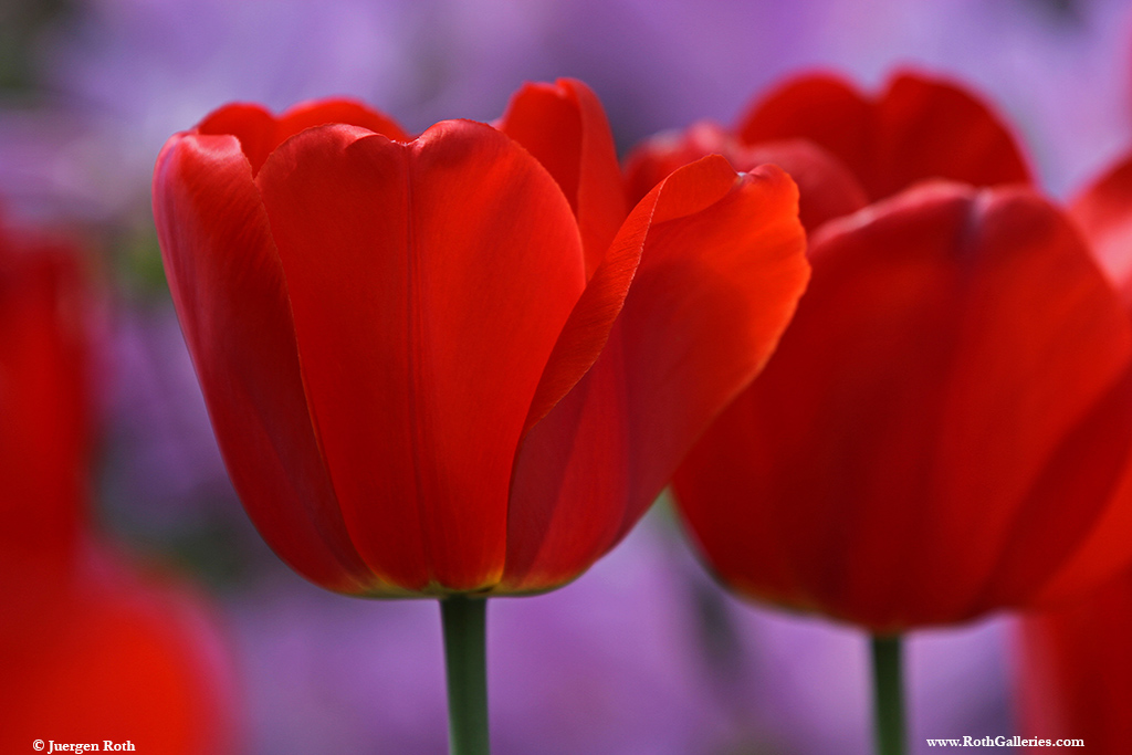 RothGalleries's tweet image. An article on Discovering Form in Photography: apogeephoto.com/?s=Juergen+roth