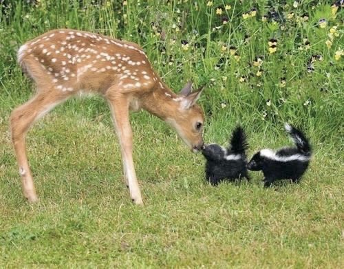 dreamyyarchive's tweet photo. real life bambi and flower https://t.co/sYm0PEEihr