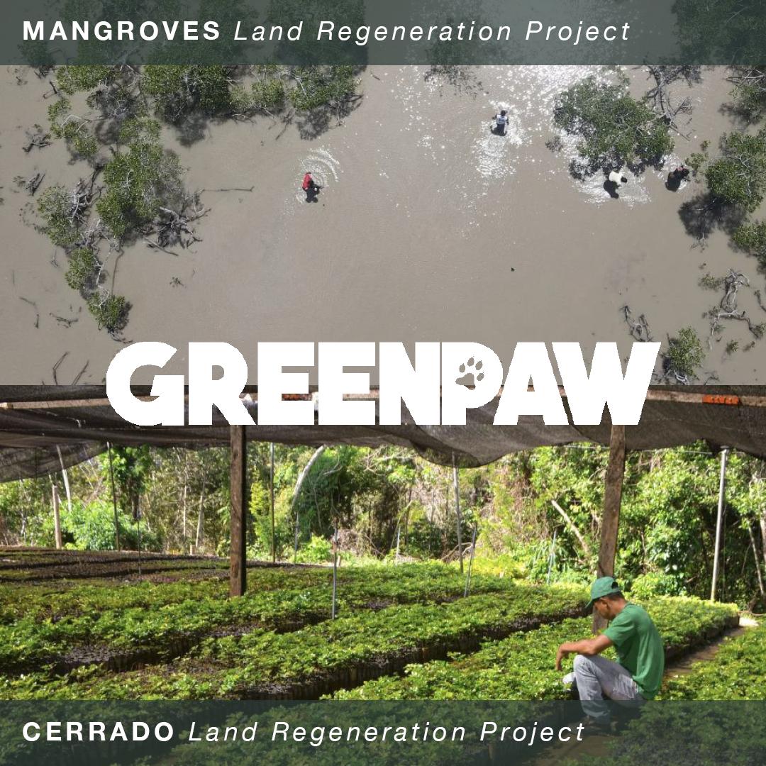 GreenPawProject's tweet photo. OUR PROJECTS - Regenerating Brazil's Mangroves and The Cerrado by Planting Trees & Mangroves. Ensuring Biodiversity Thrives and Survives, bringing it back to its original Eden. Visit https://t.co/7ukGnLtDal 
 #CarbonOffsetting #Biodiversity #EcosystemRestoration #Cerrado #TreePlanting #ForestRestoration #LandRegeneration #SoilHealth