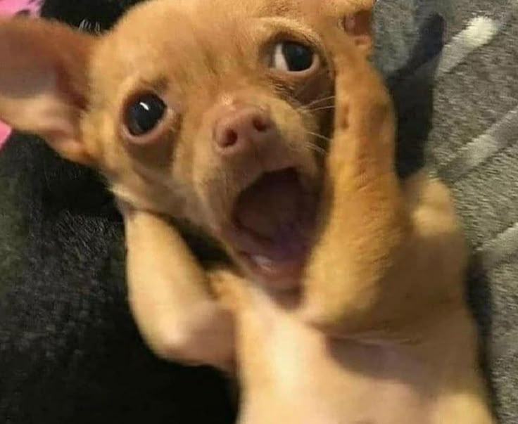 Yo al escuchar la alarma de la purga. 

#Temblor #Sismo