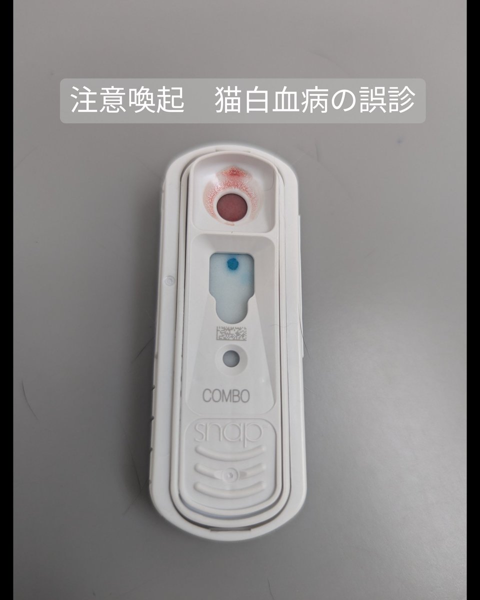 nekokatsu_1's tweet photo. 【注意喚起】　猫白血病の誤診（誤反応）

猫によくある感染症で検査するものとして、猫エイズと猫白血病があります。現在、ほとんどの保護団体は、保護した猫たちに猫エイズと猫白血病の検査をしていると思われます。

猫エイズは血液感染で発症率も高くはないので、過度に恐れる必要はありませんが、猫白血病は唾液でも感染し、感染・発病した猫のほとんどは3～４年で死亡（一般社団法人　日本臨床獣医学フォーラム）するので、非感染の猫と一緒に生活をさせることができません。

それゆえ、猫白血病の診断がくだると、他の猫と一緒に生活できない、里親さまのお家に行く可能が著しく低くなる、行政施設では即殺処分の可能性があるなど、不利益は測りしえません。

猫エイズと猫白血病は、通常ひとつの検査キットで検査することができます。検査キットはいくつか異なるメーカーのものがありますが、どれも１００パーセントとはうたっていません。

１００パーセントでない以上、誤診（誤反応）があるのが前提ということになります。これまでも、猫白血病に関しては、何度も何度も検査のやり直しで頭を痛めてきました。

あるキットでは陽性だったけれど、別のキットでは陰性。
あるキットでは陽性だったけれど、PCR検査では陰性。
その逆も。

１００パーセントではないのが前提で仕方のない面もあるとは思いますが、先ほども述べたように、陰性の猫が陽性と誤診された場合の不利益は測りしえません。

最近、写真にあるIDEXXのコンボで誤診が３件も起きました。

獣医さんとも、「多すぎですよね」と話しています。

１件は、乳飲み子から育てた姉妹が離乳し、１回目の検査では陰性だったのに、２回目の検査ではひとりだけ猫白血病陽性と診断されました。

もう１件は、母と子供兄弟で保護して、１回目の検査、2回目の検査ともに全頭陰性。子供の一頭の猫が里親さんのもとで体調を崩して念のためと検査をしたところ猫白血病の陽性が出ました。

両方ともに「状況的にありえない」と獣医さんに食い下がり、調べていただいたところ、はっきりしない場合は、IDEXXが無料で詳細な検査をする制度があるとのことでお願いしました。

陽性が陰性に覆りました。

通常の飼い主さんの知識であったら、陽性と診断されたところで諦めるしかないと思われます。検査には、誤診（誤反応）があり、再検査で覆ることもあるということを知って欲しいと思いました。