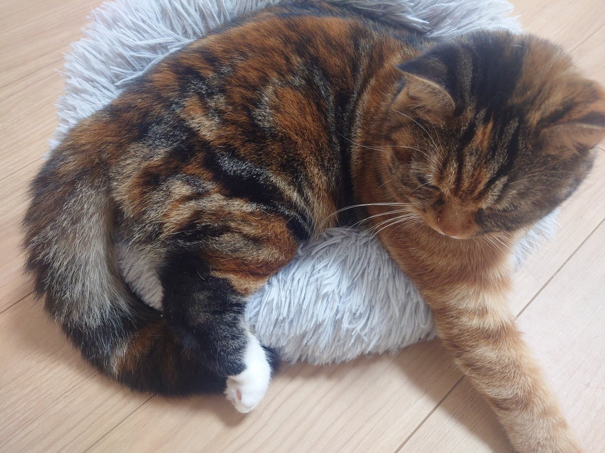 寝正月ですね🐈️