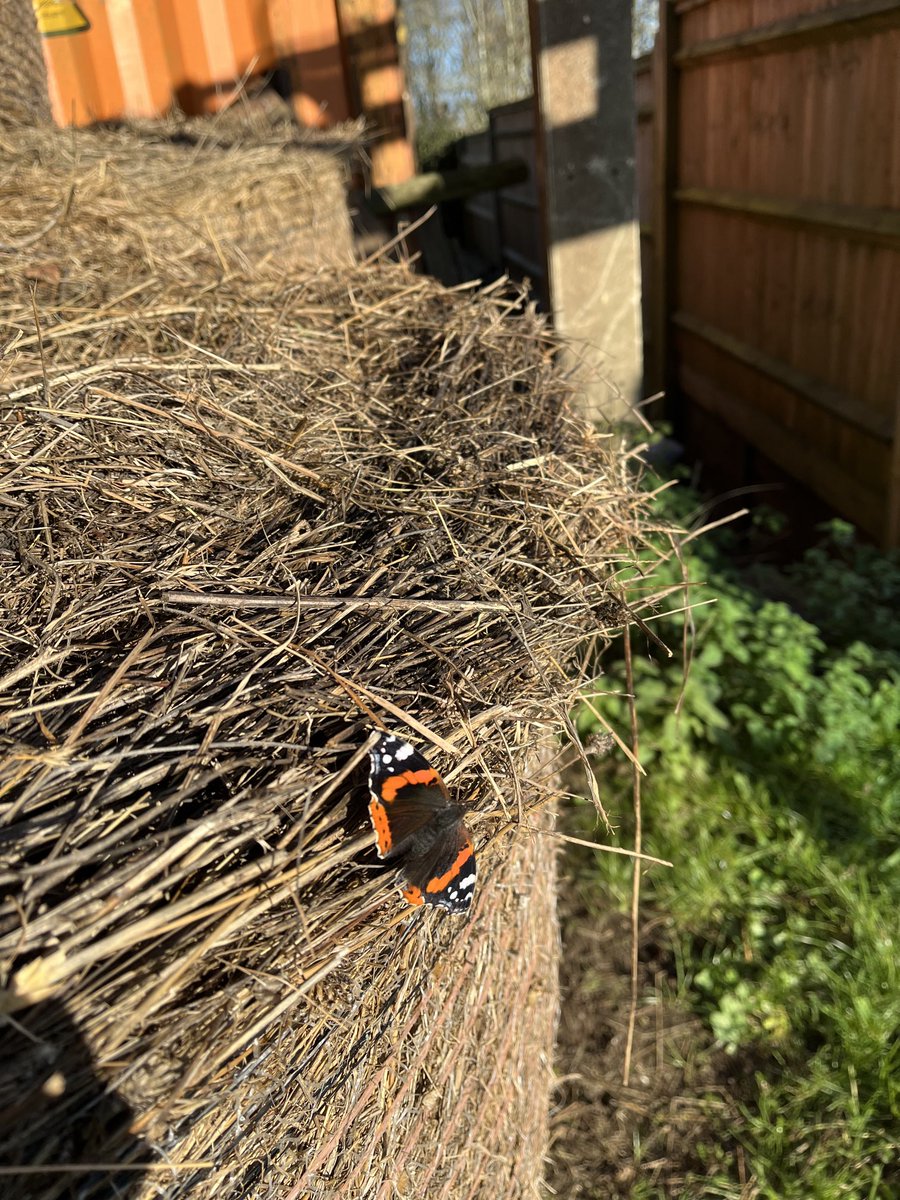 Red Admiral on hay bale New Year’s Eve.He flew off to the neighbour’s shed.