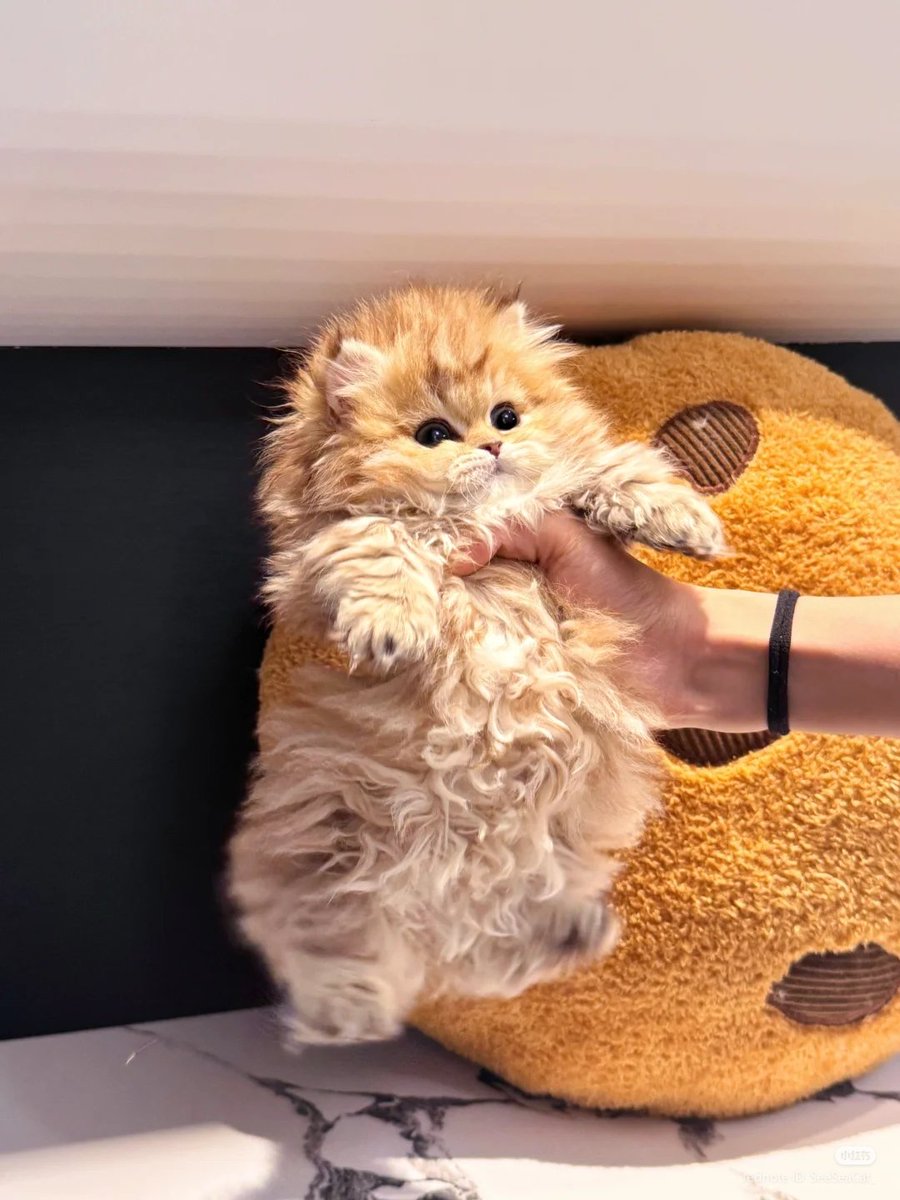 No Context Cats tweet media