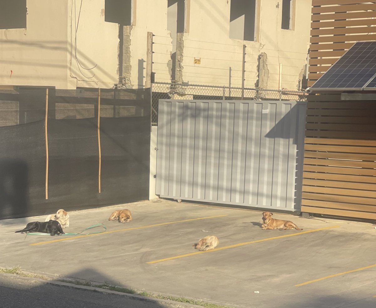 Atención <a href="/AlcaldiaStgo/">Alcalde de Santiago</a>, esta jauría anda por las calles de Los Jardines y ataca a los transeúntes; en plena av. Metropolitana atacaron a alguien; sería bueno llevarlos a un albergue para desde ahí donarlos, así se evita que los maltraten o muerdan a alguien.