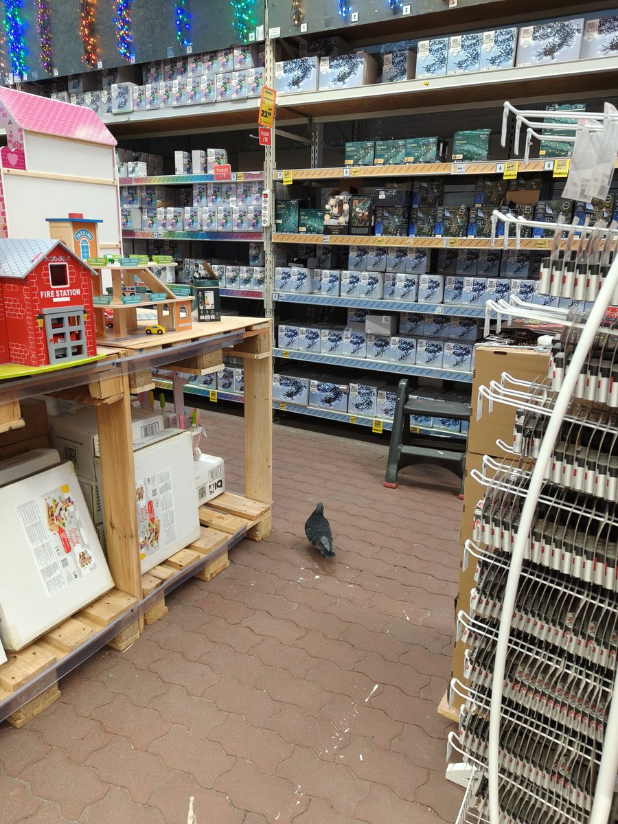 Krakowskie gołębie to inny stan umysłu