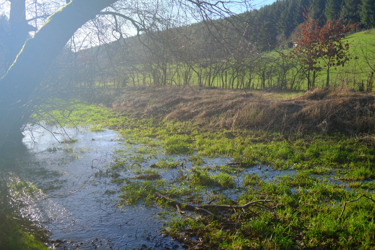 WaltonBob's tweet photo. Today's nature notes beside Dalby Beck in Dalby Forest: At near freezing on the ground, it was perfect conditions for Hair Ice, formed when a chemical from damp broadleaf tree twigs produces delicate fungal filaments. A rare show alongside the willow catkins in the hedgerows. https://t.co/7aTCcVRIJt