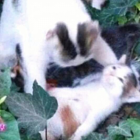 cuando dije que este 2026 quería vibrar alto no me refería a esto 

#temblor #sismo