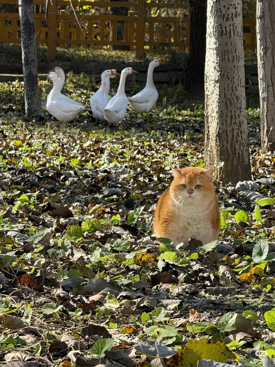 nocontextscats's tweet image. Bro think he's a tiger 🐯