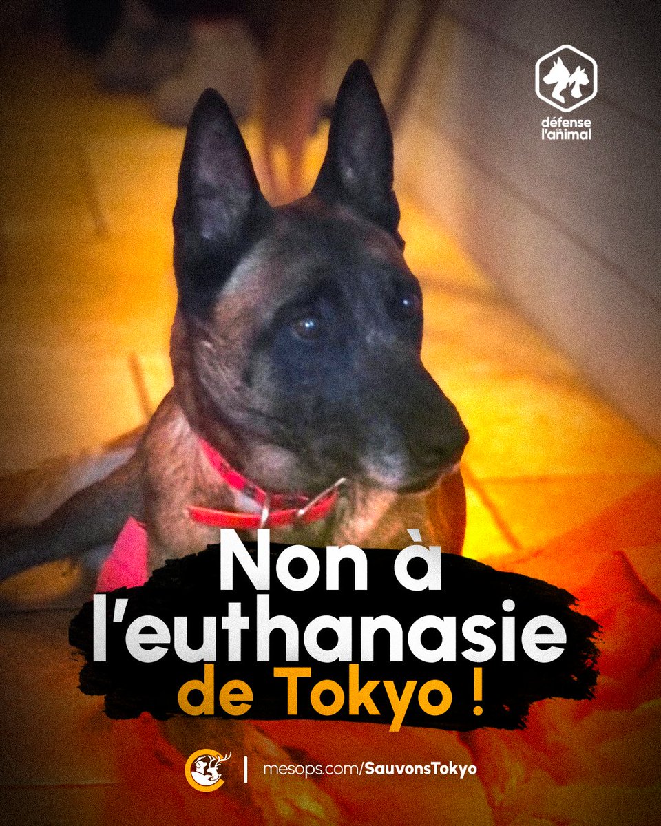 Le maire de Roanne ordonne l'euthanasie de Tokyo, une chienne Malinois, contre l'avis de l'expert comportementaliste 🐕🚨

👉 Une décision disproportionnée et illégale !

Demandons l'annulation immédiate de cet arrêté municipal.

Signez-ici
➡️ mesops.com/SauvonsTokyo✍️