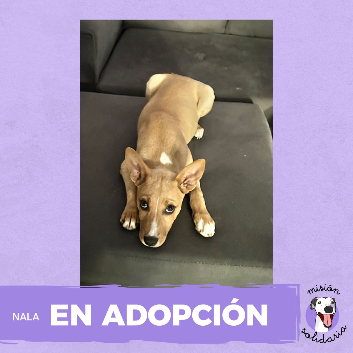 Nala, una hermosa bebé de 3 meses, vacunada 
Su familia ya no puede tenerla más ya que no tienen el tiempo para dedicarle, ayúdanos a conseguir una familia que la ame para siempre
Querés adoptarla? Escribime! misionsolidariatwitter@gmail.com  
Asunto: Nala viene conmigo💛