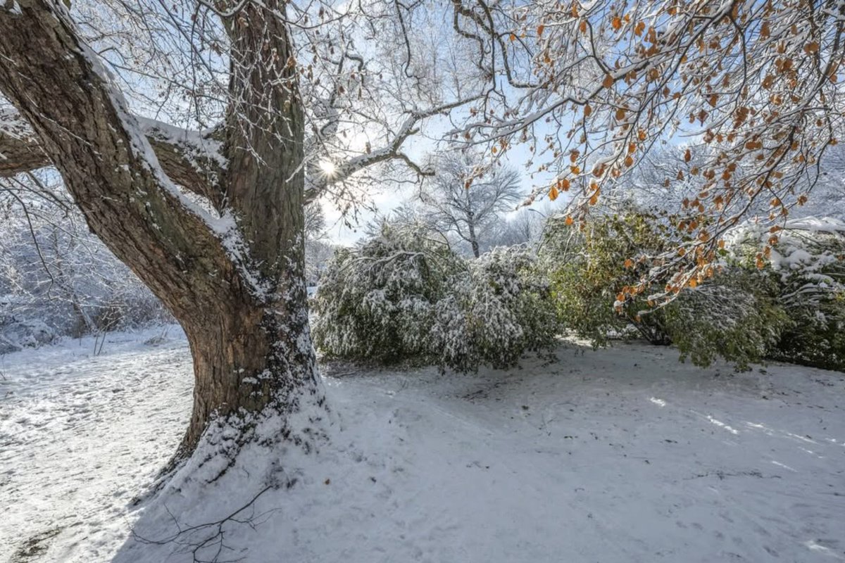 prospect_park's tweet photo. Happy #FrozenFriday from Brooklyn's Backyard! ❄️ Thanks Instagram users valeriofineartphotography, jamesrudnickphotography + gospeloflawrence for these scenic winter views. Tag @prospect_park for your chance to be featured! https://t.co/52ngmHvD4T