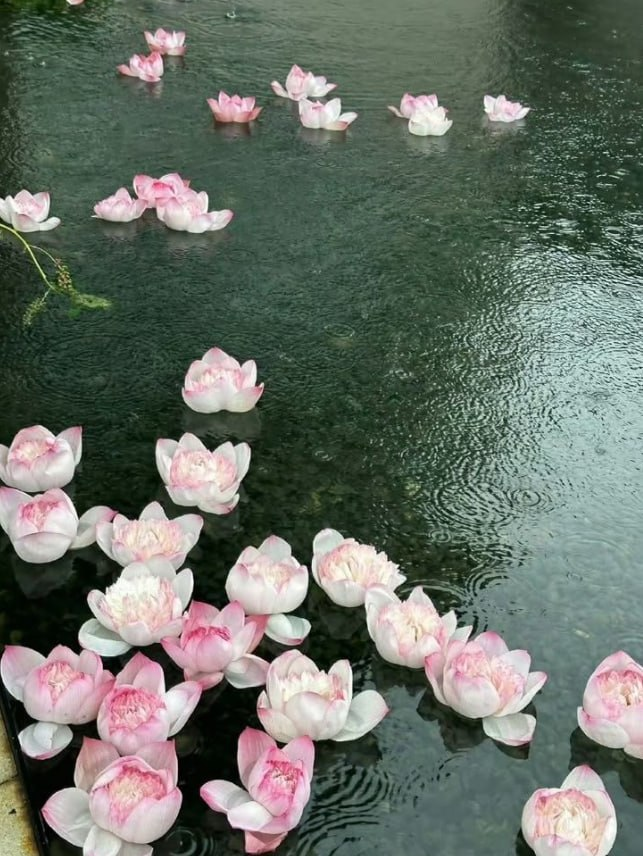 PPushed__'s tweet photo. Every flower is a soul blossoming in nature. https://t.co/W4nxZ8plcn